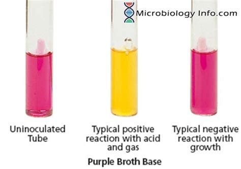 mannitol test microbiology|mannitol fermentation test purpose.